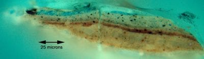 Cross section of a sample from the sky of Goat i,