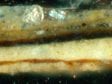 Cross section of a sample from the foreground lea,