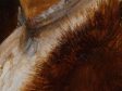 Detail of Portrait of a Lady in Profile showing the fur trim painted by dragging the brush back and forth in the adjacent paint