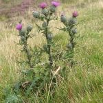 Fig. 14 Thistle