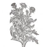  Our Ladies-Thistle, page 1150 from John Gerard,,