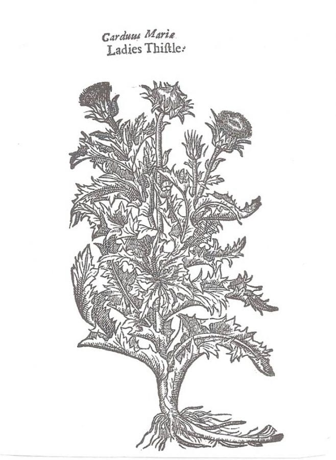  Our Ladies-Thistle, page 1150 from John Gerard,,