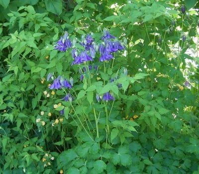 Fig. 16 Columbine