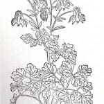 Columbine, page 1093 from John Gerard, The Her,