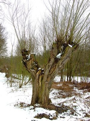 Fig. 19 Pollarded willow trees