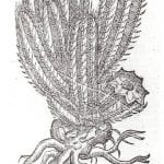  Euphorbium, page 615 from Rembert Dodoens, Cruy,