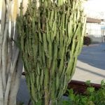 Fig. 23 Euphorbia