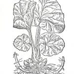  Butter-burre, page 814 from John Gerard, The H,