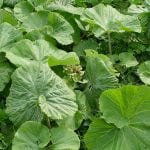 Fig. 25 Butterbur
