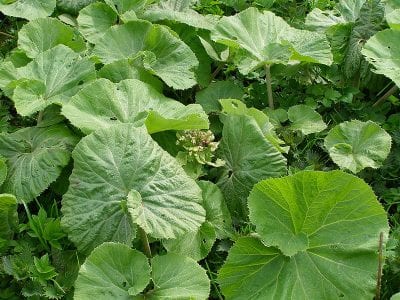 Fig. 25 Butterbur