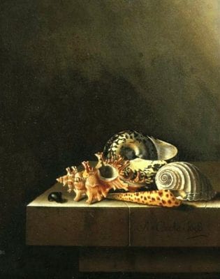   Adriaen Coorte,  Still Life with Shells, 1698, Private Collection