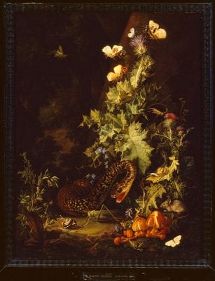   Elias van den Broeck,  Still Life with a Snake, ca. 1695, Oxford, Ashmolean Museum